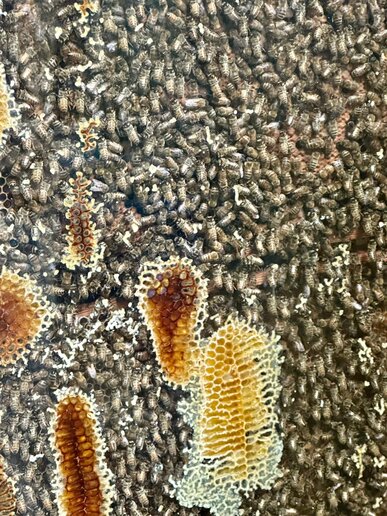 Honigwaben in einem Meer von Bienen.