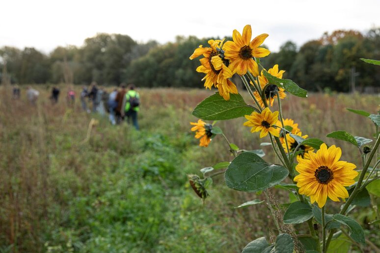 Eine gelbe Blume im Fokus des Bildes. Im Hintergrund eine Schulklasse in der Natur.