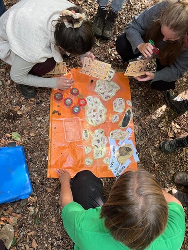 Studierende bei der Bestimmung im Wald lebender Insekten mit Becherlupen