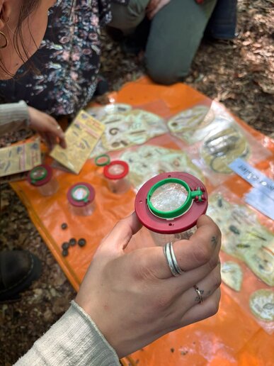 Studierende bei der Bestimmung im Wald lebender Insekten mit Becherlupen
