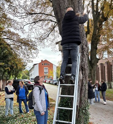 Eine Person steht auf einer am Baum angelehnten Leiter und bringt einen Nistkasten an. Drumherum sind Studierende zu sehen.
