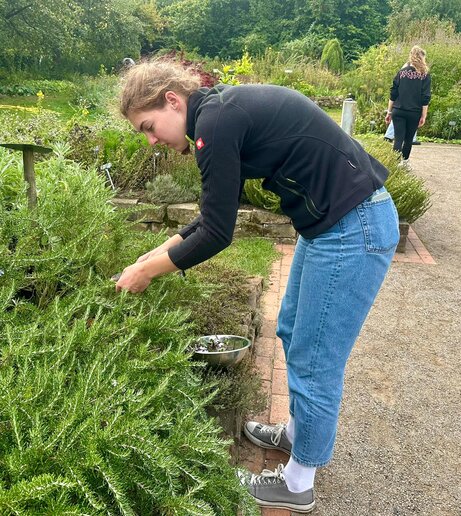 Teilnehmerin erntet Rosmarin.