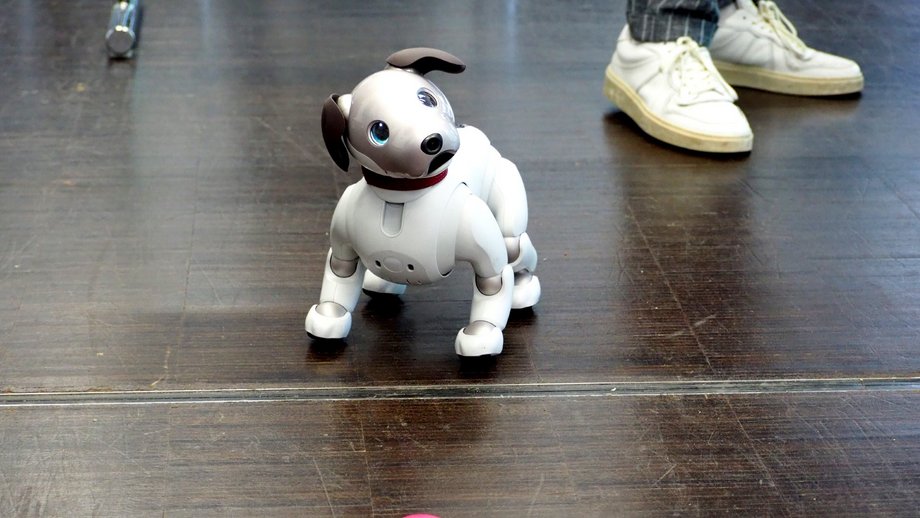 Ein weißer Roboterhund steht auf dem Boden und schautnach rechts oben. vor ihm liegt ein rosa Plastikball. Rechts hinter ihm sieht man die Schuhe einer Person.