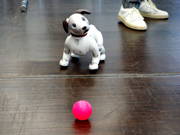 Ein weißer Roboterhund steht auf dem Boden und schautnach rechts oben. vor ihm liegt ein rosa Plastikball. Rechts hinter ihm sieht man die Schuhe einer Person.