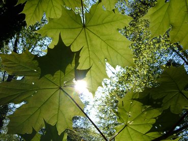 grüne Baumblätter im Sonnenlicht